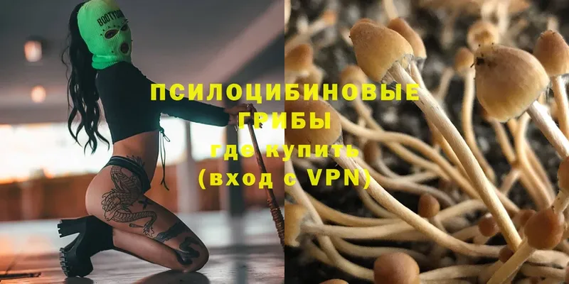 где продают   Далматово  Галлюциногенные грибы Psilocybe 